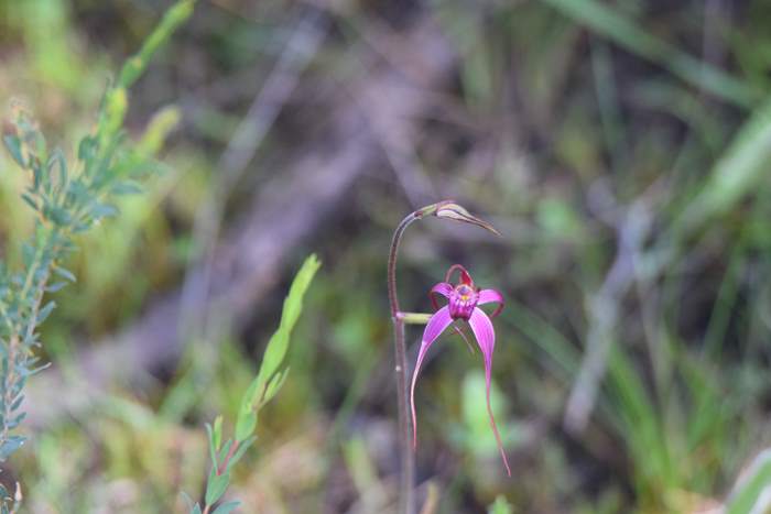 Caladenia - Pink spider orchid DSC_6767.JPG